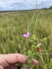 Rhexia nuttallii