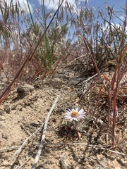 Townsendia florifera