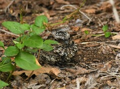 Phalaenoptilus nuttallii