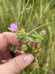 Rhexia nuttallii