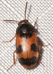 Mycetophagus punctatus