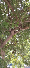 Vitex rotundifolia