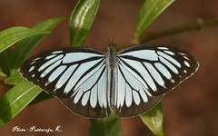 Pareronia