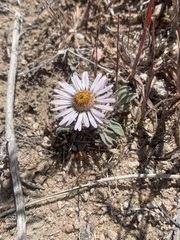 Townsendia florifera