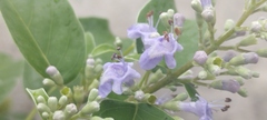 Vitex rotundifolia