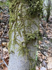 Homalothecium nuttallii