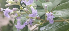 Vitex rotundifolia