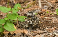 Phalaenoptilus nuttallii