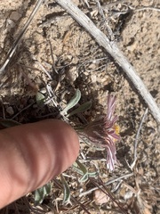 Townsendia florifera