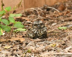 Phalaenoptilus nuttallii