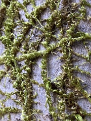 Homalothecium nuttallii