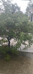 Vitex rotundifolia