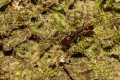 Anochetus
