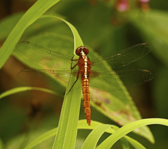 Rhodothemis lieftincki