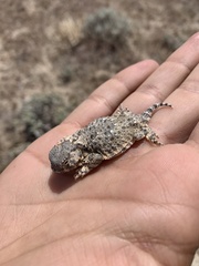 Phrynosoma platyrhinos