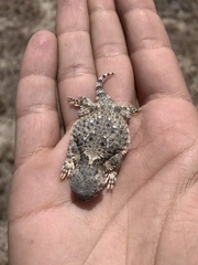 Phrynosoma platyrhinos