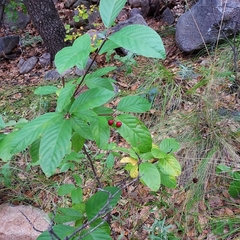 Frangula betulifolia