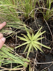 Pinguicula lutea