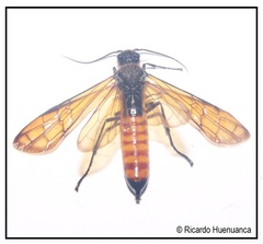 Brachyxiphus hyalinus