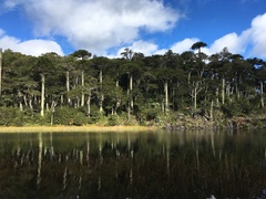 Araucaria araucana
