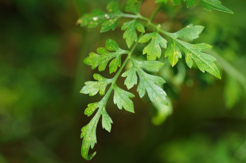 Bidens bipinnata image