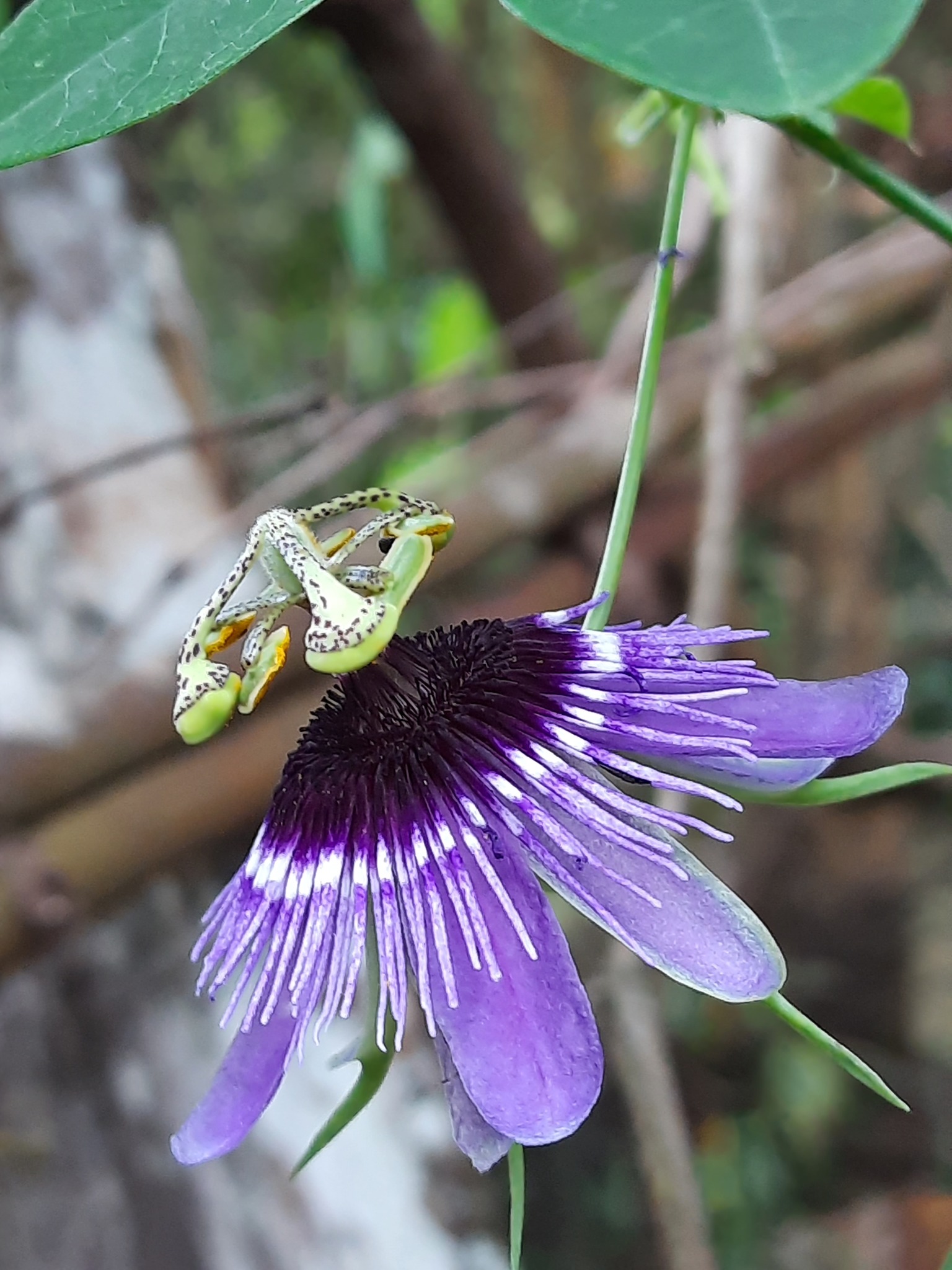 Passiflora amethystina