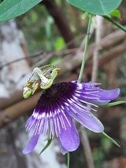 Passiflora amethystina