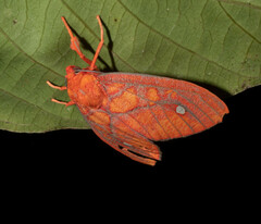 Ernassa sanguinolenta