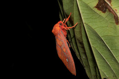 Ernassa sanguinolenta