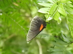Hades noctula