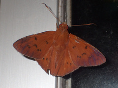 Dyscophellus porsena