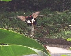 Papilio memnon agenor