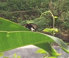 Papilio memnon agenor