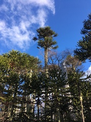 Araucaria araucana