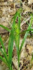 Carex lupulina