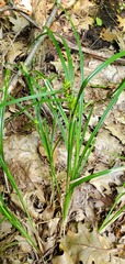 Carex lupulina