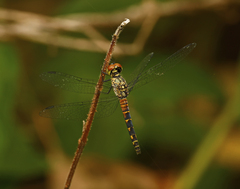 Brachydiplax denticauda