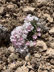 Phlox pulvinata