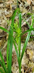 Carex lupulina