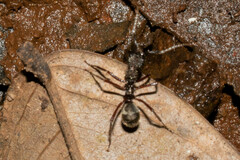 Dolichoderus decollatus