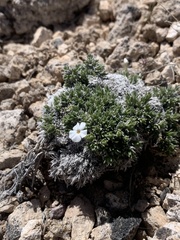 Phlox pulvinata