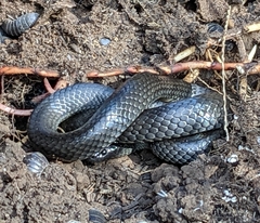 Cryptophis nigrescens