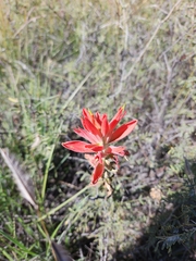 Castilleja integra