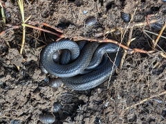 Cryptophis nigrescens