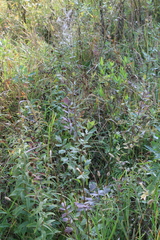 Thalictrum minus
