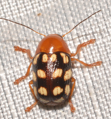 Cryptocephalus guttulatus