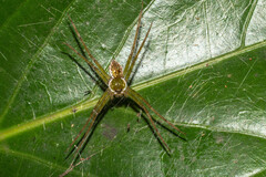 Thaumasia