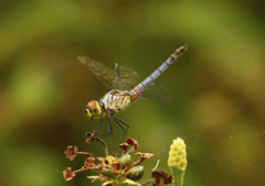 Brachydiplax denticauda