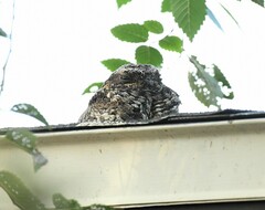 Phalaenoptilus nuttallii