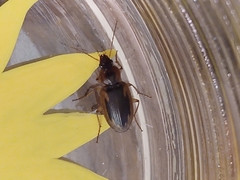 Tanystoma maculicolle